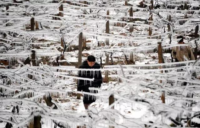 2008年2月4日，湖南郴州蘇仙區(qū)一位村民從結(jié)冰的葡萄架下走過（圖片來源：新華社）